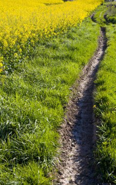 Kolza tohumu tarlasının kenarındaki hendek.