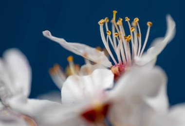 Beyaz bir çiçeğin yakın plan çekimleri altın erkeklik organlarını sergiliyor.