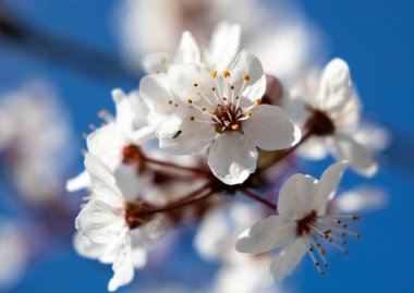 Açık mavi bir gökyüzünün altında açan beyaz çiçeklerin yakın çekimi.