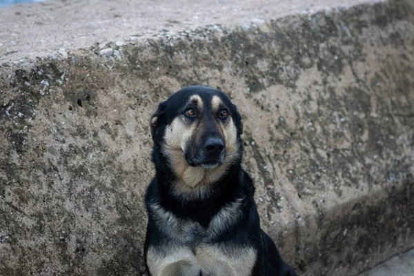 üzgün şirin köpek büyük gözlü sahibine bakıyor. 