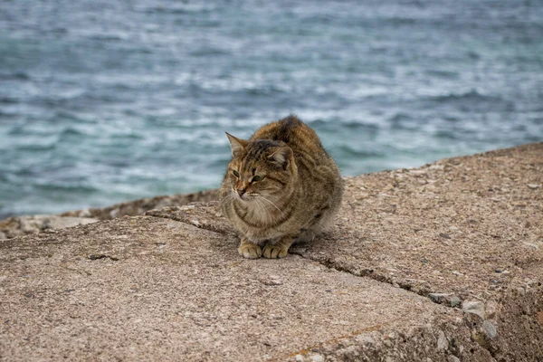Şirin kedi, rüzgarlı bir günde suyla sarılıp oturuyor. 