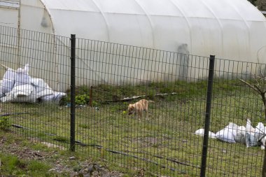 Çitin arkasındaki küçük köpek yavrusu uzak bir köyde, arkada serası olan yerel bir çiftlikte.