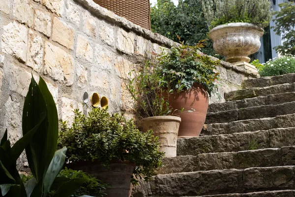 Arkalarında taş bir duvar olan bir merdivene saksı bitkisi yerleştirilmiş.