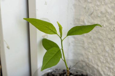 Turuncu buğday filizine yakın çekim