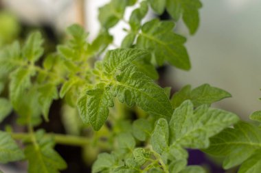 Domates tohumu yapraklarına yakın çekim