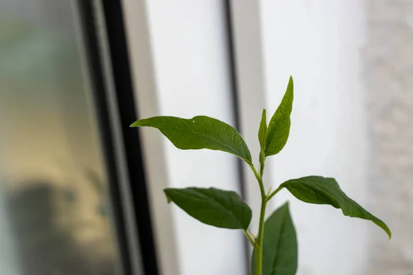 Bir yıllık portakal tohumu tohumu.