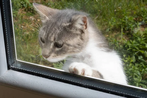 cat looking down and away while standing on toes to look inside house window