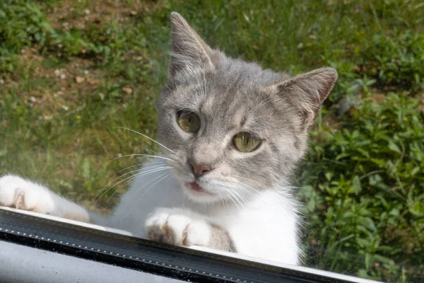 Gri ve beyaz kedi, pencerenin içine bakmak için parmak uçlarında dikilirken gözlerini kaçırıyorlar.