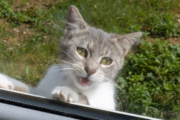Любопытная Кошка Смотрит Окно Саду — стоковое фото