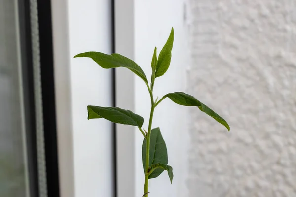 yeşil yapraklı portakal tohumu