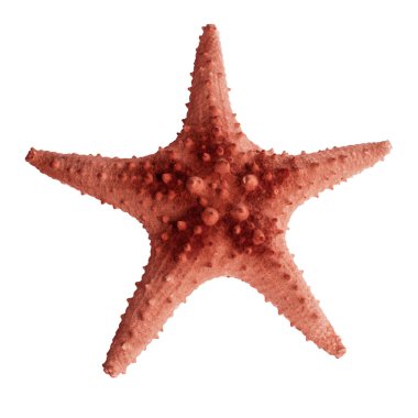 Beyaz bir zemin üzerinde Karayip deniz yıldızı, yaklaş ve kes