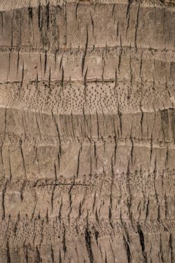 Palmiye kabuğu dokusu, eski palmiye ağacı yakın plan, tropik arka plan, kabuk deseni