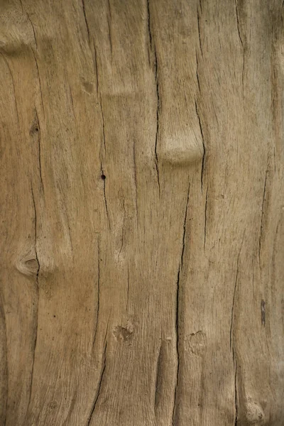 Textura Tronco Árvore Sem Casca Árvore Lisa Fundo Madeira — Fotografia de Stock