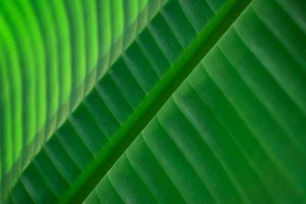 Tropical Banana Leaf Texture Large Palm Foliage Green Leaves Background — Stock Photo, Image