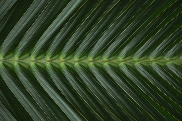 Texture Foglia Palma Tropicale Grande Fogliame Palma Sfondo Foglie Verdi — Foto Stock