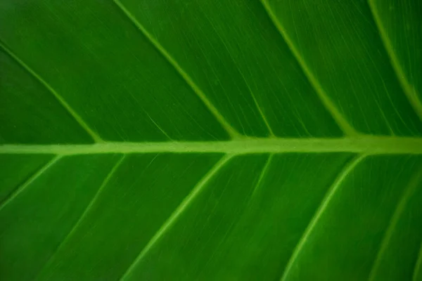 Tropical Leaf Texture Large Palm Foliage Green Leaves Background Nature — Stock Photo, Image