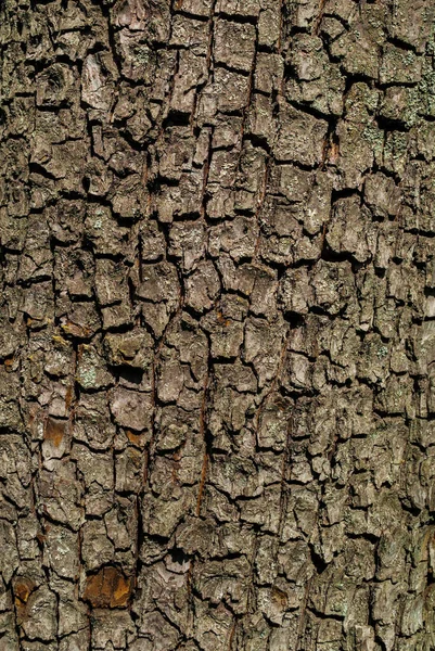 Tree Bark Forest Village Nature Texture — Stock Photo, Image