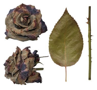 Close up set of dead wilted rose, bud, part of flower