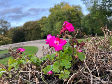 güzel çiçekler ve bitkiler yeşil çalıların arkasında