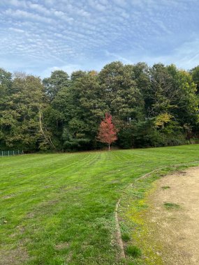 Güzel manzara. Doğa, park ve arka plan, gökyüzü, yeşil ağaçlar ve yapraklar,