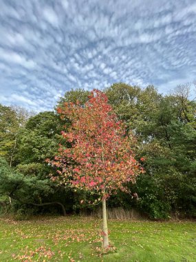 Yeşil yaprakları ve ağaçları olan güzel bir sonbahar parkı.