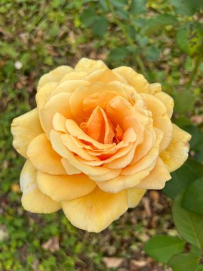 Güzel botanik çekimi, doğal. 