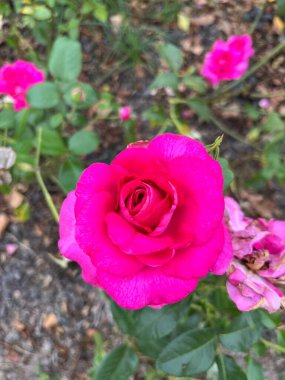 Bahçedeki güzel pembe güller