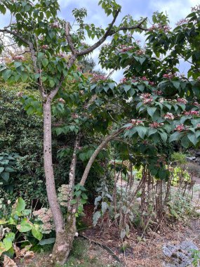 Bahçedeki yeşil ağaç