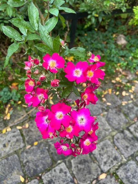 Närbild Rosa Blommor Parken — Stockfoto