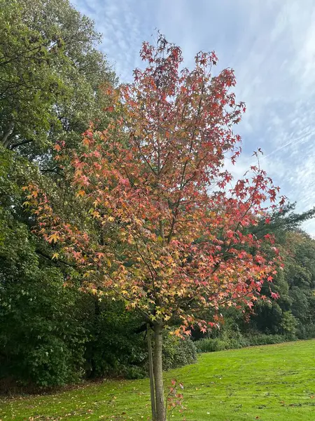 Красивые Осенние Листья Природный Фон — стоковое фото