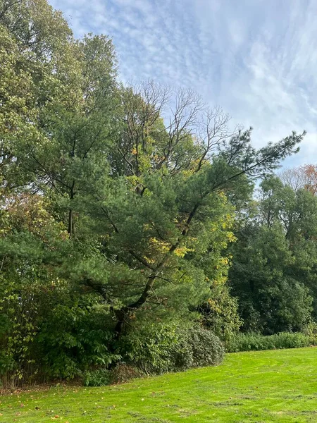 stock image trees in the forest