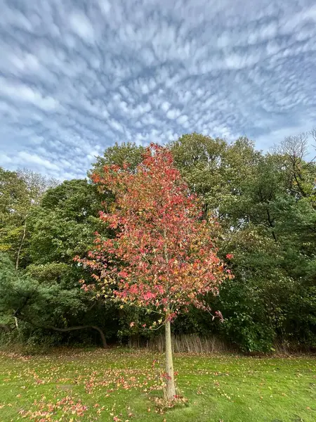 Красивый Осенний Парк Зеленой Листвы Деревьев Природы — стоковое фото