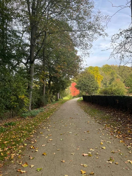 Осенний Пейзаж Деревьями Зелеными Листьями — стоковое фото
