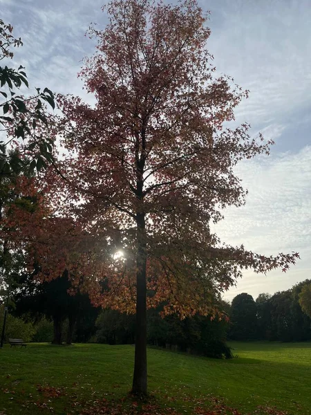 Schöne Herbstlandschaft Mit Bäumen Und Grünen Blättern — Stockfoto