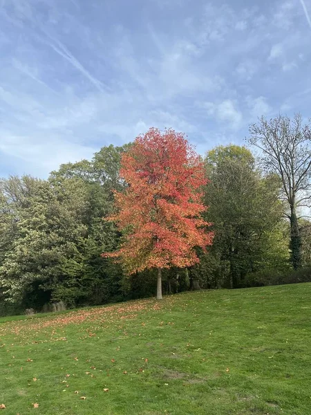 Красивый Осенний Пейзаж Деревьями Зелеными Листьями — стоковое фото