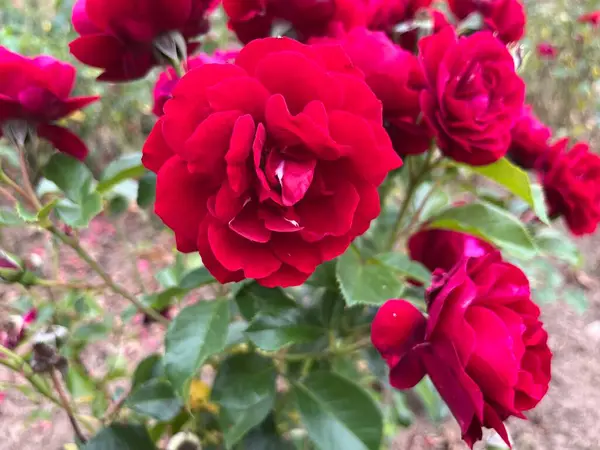 Όμορφα Κόκκινα Τριαντάφυλλα Στον Κήπο — Φωτογραφία Αρχείου