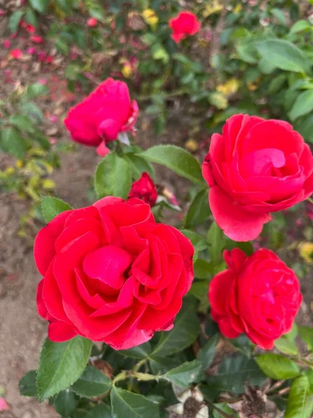 Красные Розы Саду — стоковое фото