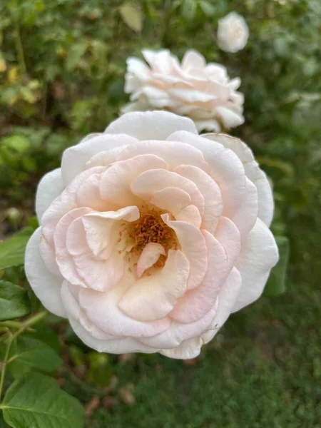 Schöne Weiße Rose Garten — Stockfoto