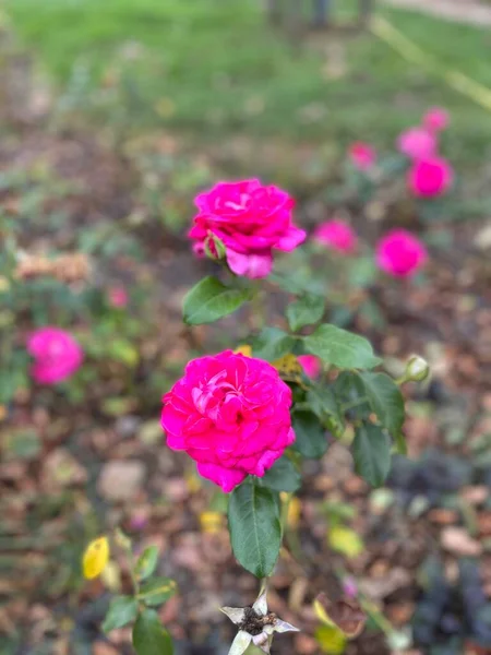 Roze Rozen Tuin — Stockfoto