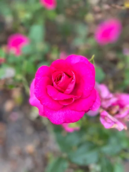 Schöne Rosa Rosen Garten — Stockfoto