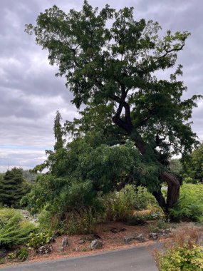 İsrail 'in kuzeyinde güzel bir orman manzarası.