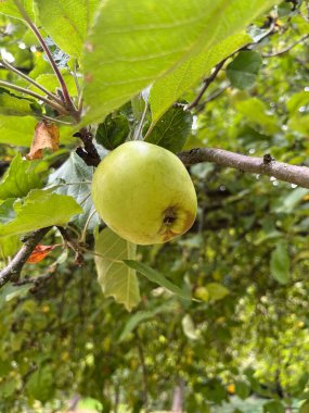 Parktaki yeşil ağaçlar