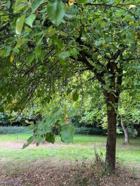 Parktaki yeşil ağaçlar