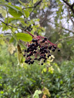 Parktaki yeşil ağaçlar