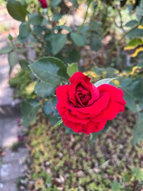 Parktaki yeşil ağaçlar