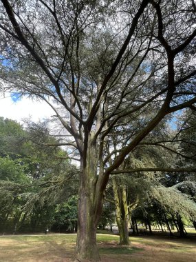 Ormandaki yeşil park