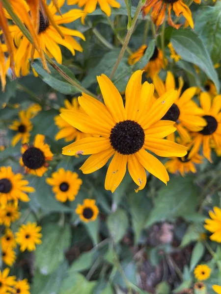 Όμορφο Κίτρινο Λουλούδι Στον Κήπο — Φωτογραφία Αρχείου
