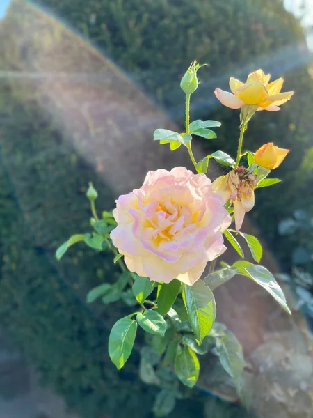 Beautiful Pink Roses Garden — Stock Photo, Image