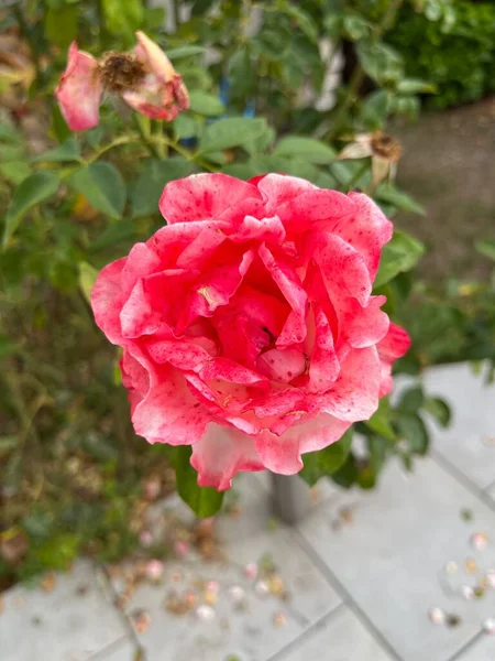 Belle Rose Rose Dans Jardin — Photo