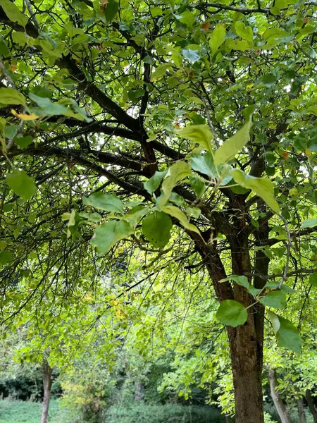 公園内の緑の木 — ストック写真